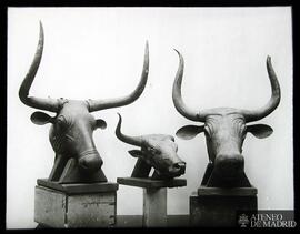 Museo Arqueológico de Barcelona. Cabezas de toros de Costig (Mallorca)