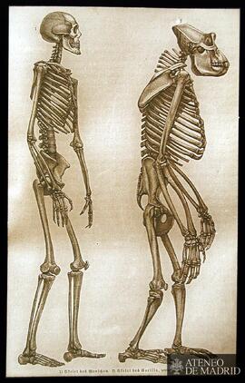 Esqueletos de hombre y gorila
