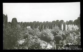 Jardines de la fábrica de paños de Brihuega. Arcadas de cipreses