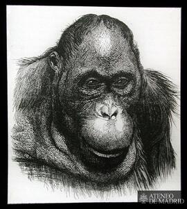 Cabeza de primate