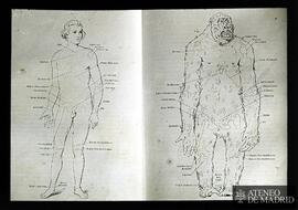 Comparación entre el cuerpo humano y el de un gorila
