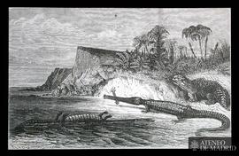 
Teleosaurio e Hipléosauro (Período oolítico)
