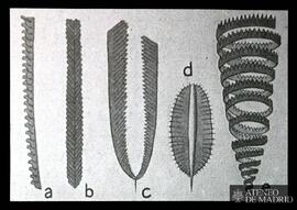 Diverses formes de graptolites