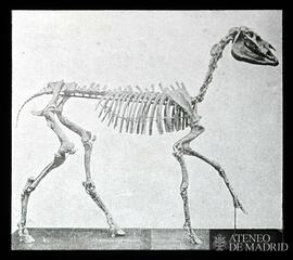 Esqueleto de un ¿caballo?