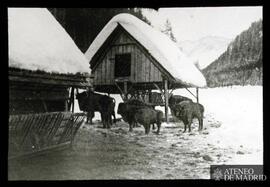 Casas lacustres nevadas y búfalos