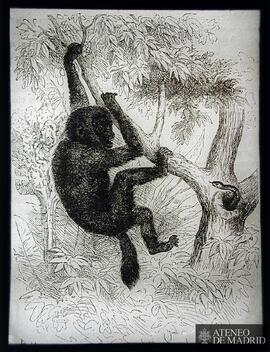 Chimpancé encaramado en la rama de un árbol y serpiente