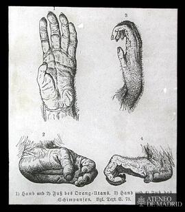 "1) Hand und, 2) Fub des Drang=Utans. 3) Hand und, 4) Fub des Schimpanse"