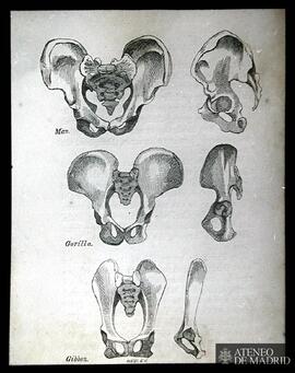 Wesley: Huesos de cadera de Hombre, Gorila y "Gibbon" (frente y perfil)