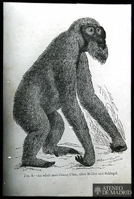 Hawkins, Benjamín Waterhouse : "Orangután macho adulto, después de Müller y Schlegel"