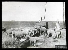 
Pastores con un rebaño de ovejas
