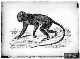A. Cabrera Latorre: [Primate] (1902)