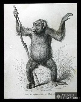 Chimpanfemeibchen (Nach hartmann)