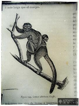 "Lemur albifrons Geoffr."