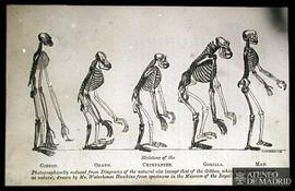 Waterhouse Hawkins: "Esqueletos del "gibbon", orangután, chimpancé, gorila y hombr...