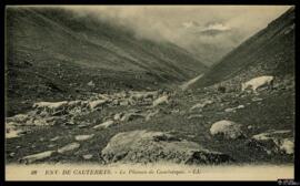 Tarjeta postal de vista del paisaje y ganado bovino del Plateau de Cambasque en los alrededores d...