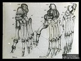 Huesos de las manos del Hombre, el Gorila y el Orangután