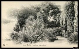 Tarjeta postal de estudio de la vegetación de la Isola Bella en el Lago Mayor de Italia  editada ...