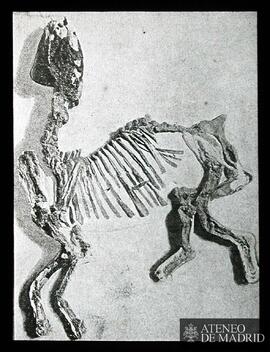 Esqueleto de un animal