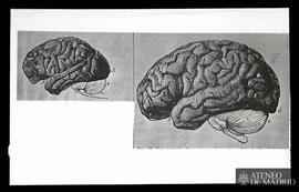 Vistas laterales de los cerebros de un chimpancé y de un hombre