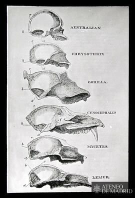 Cráneos de "Australian, Chrysothrix, Gorilla, Cynocephalus, Mycetes y Lemur"