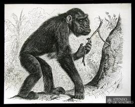 Gorila con una rama de árbol en su mano