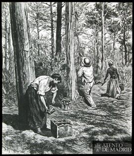 Trabajadores obteniendo resina en el bosque