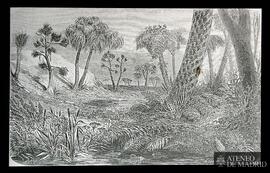 
Pantano del período hullero
