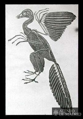 Dibujo del esqueleto de un ¿pájaro?