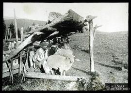
Pastor y ovejas debajo de un chamizo
